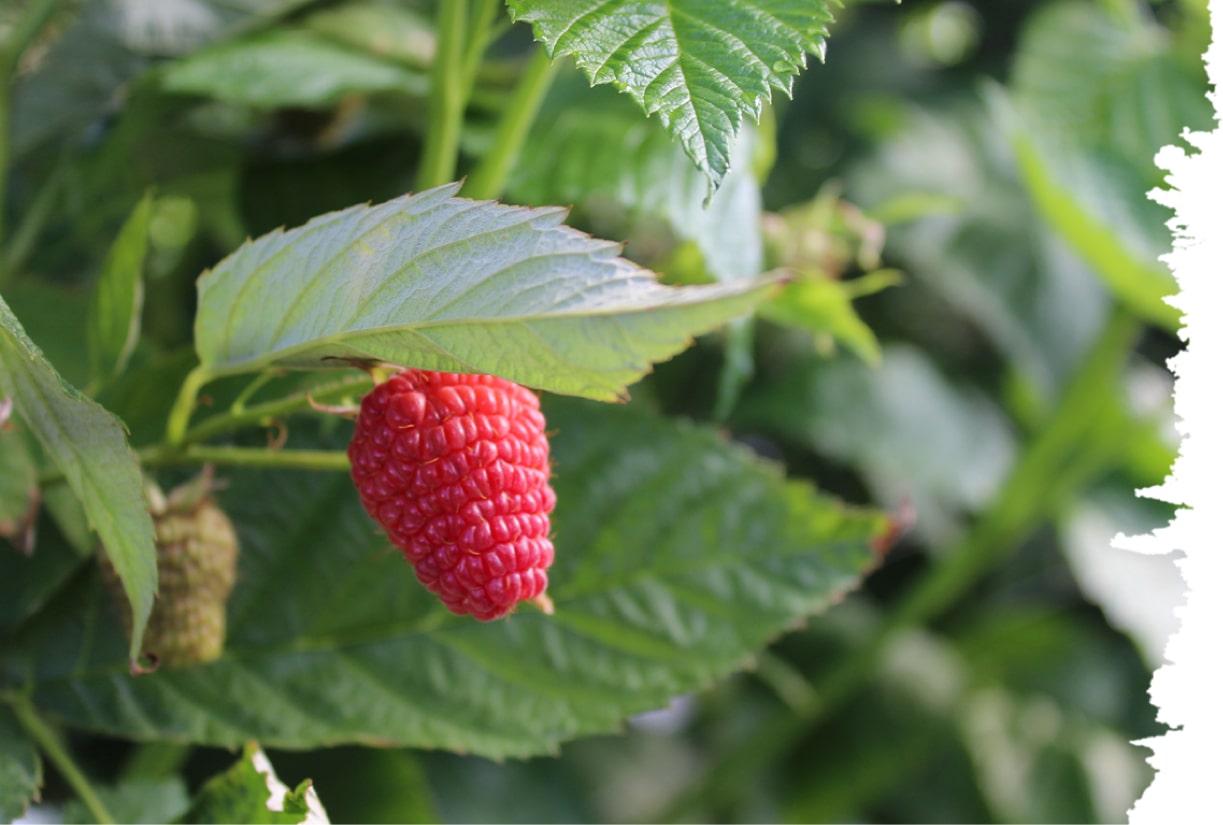 wrapper-productores-02